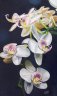   Orchidée Phalaenopsis 