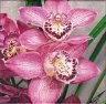   Orchidée Cymbidium 