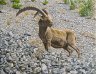   Bouquetin des Hautes Alpes 