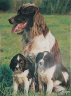   Chienne et 2 chiots 