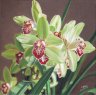   Orchidée Cymbidium 