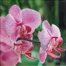   Orchidée phalaenopsis 