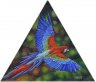   Perroquet multicolore 